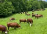 <em class="placeholder">troupeau de vaches abondance et montbéliarde en Haute-Savoie</em>