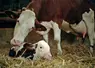 <em class="placeholder">Vache montbéliarde et son veau nouveau-né</em>