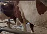 vache laitière atteinte de DNC 