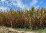 <em class="placeholder">Parcelle de maïs grains, sécheresse, Cazère-sur-l'Adour, Landes.</em>
