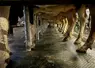 <em class="placeholder">Vaches sur le quai de traite d'une TPA 2X12</em>
