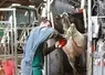 <em class="placeholder">Pieter Geboers, vétérinaire dans la Meuse intervenant sur le pied d'une vache</em>