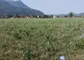 Une prairie temporaire en Isère, avec de la chicorée