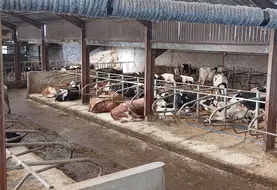 vaches allongées confortablement dans leur logette