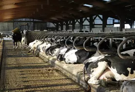 stabulation logettes robotisée 290 vaches laitières conduites en deux lots Bretagne 