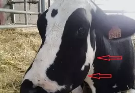 Vache avec la tête gonflée.