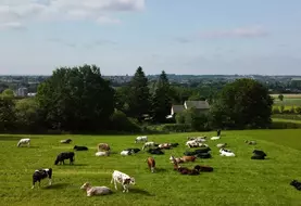 JB croisés dans une prairie