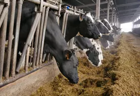 vaches au cornadis