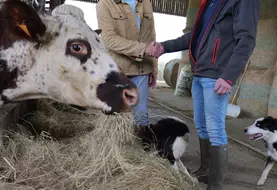Poignée de mains entre deux éleveurs avec une vache normande.