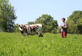 En début de saison de pâturage, les vaches font le tour des paddocks en 40 à 45 jours, pour tout déprimer. En pleine saison, elles reviennent tous les 21 jours. 