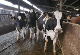 vaches laitières prim'Holstein dans le couloir d'exercice