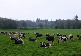 vaches prairies