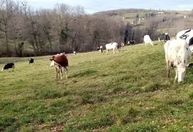 <em class="placeholder">vaches qui pâturent en hiver dans la Loire</em>