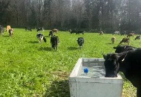 <em class="placeholder">Abreuvoir dans une prairie avec une vache qui boit</em>