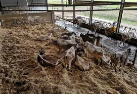 <em class="placeholder">vache regroupées stress thermique</em>