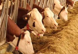 <em class="placeholder">vaches laitières aux cornadis</em>