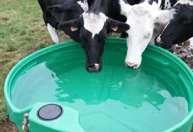 <em class="placeholder">Deux vaches laitières boivent de l&#039;eau dans un bac plastique au pâturage.</em>