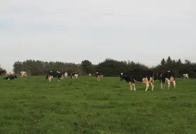 vaches laitières au pâturage dans une prairie permanente du Grand Est