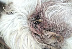 <em class="placeholder">plaies sur vache laitière liées aux tiques au chignon</em>