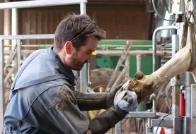<em class="placeholder">Dès qu’une vache boite, il faut lever le pied pour détecter les lésions et si besoin parer et/ou traiter. </em>