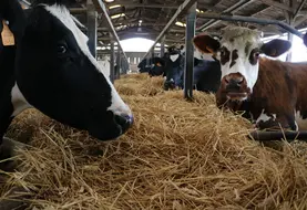 <em class="placeholder">vaches laitières dans leurs logettes paillées</em>