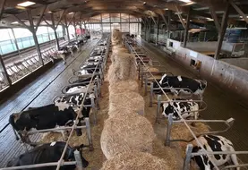 <em class="placeholder">bâtiment de vaches laitières</em>