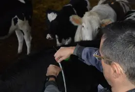 <em class="placeholder">croissance génisses ruban</em>