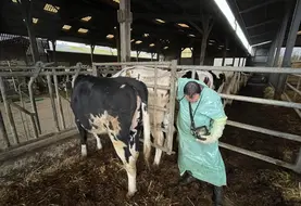 <em class="placeholder">fouille et échographie d'une vache</em>