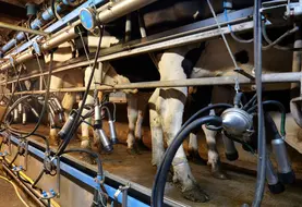<em class="placeholder">Vaches laitières en salle de traite</em>