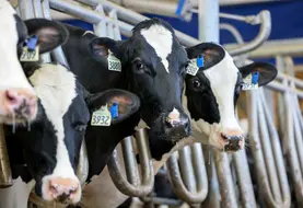 <em class="placeholder">vache avec boucles électroniques</em>