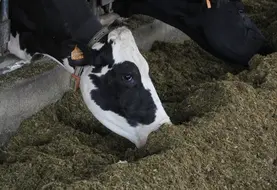 <em class="placeholder">Vache Prim'holstein en train de manger sa ration au bâtiment</em>