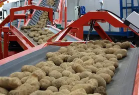 Chargement d' un camion de pomme de terre. Tubercules de pommes de terre sur bandes transporteuses. Transport des produits agricoles