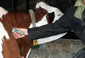 <em class="placeholder">Attention, une seule boucle d'identification ! Bovins lait / Vétérinaire / Tuberculination (dépistage de la tuberculose) d'une vache montbéliarde.</em>