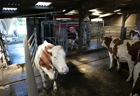 <em class="placeholder">vaches laitières en système robot</em>