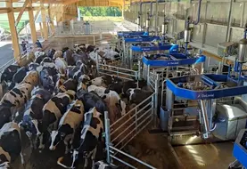 <em class="placeholder">Vaches prim'Holstein en attente devant des robots de traite en batch milking</em>