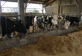<em class="placeholder">vaches en prépa vêlage aux cornadis</em>