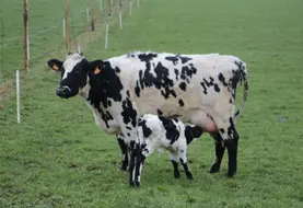 <em class="placeholder">vaches laitères issues de multiples croisement - 4500 litres en monotraite - veau de quelques jours sous la mère </em>