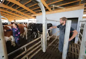 <em class="placeholder">Veterinaire dans un elevage laitier Holstein discutant avec l eleveuse de l etat sanitaire de son troupeau.
</em>