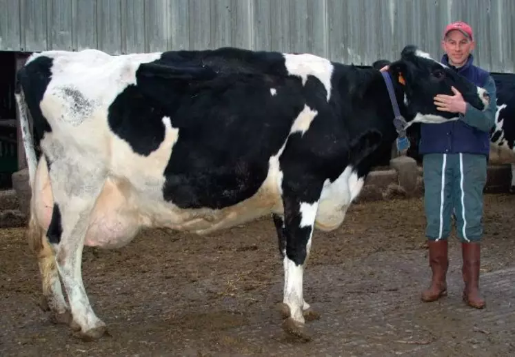 Lauréate, fille d’Evreux-Clé
née en novembre 1995, affiche
une production cumulée de
116361 kg en neuf lactations.