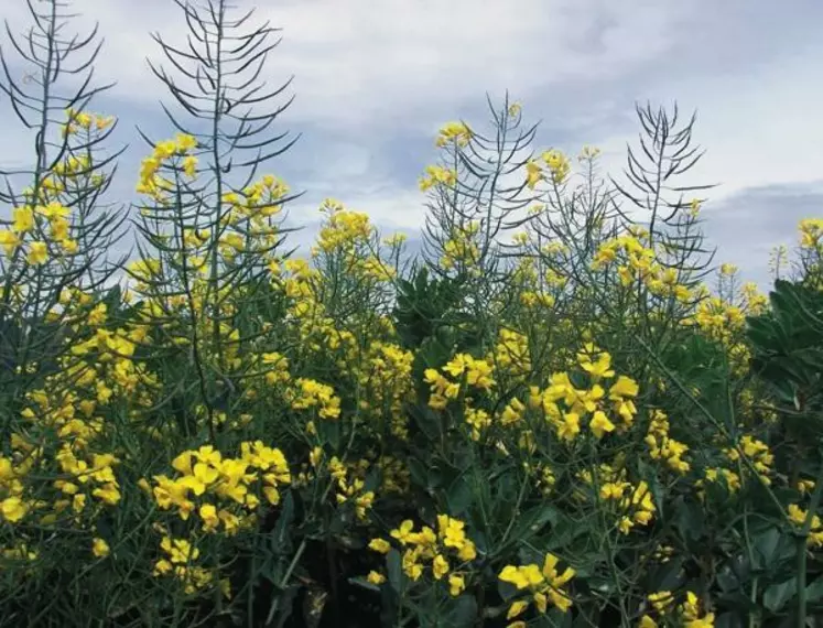 Le mélange féverole-colza testé en Espagne a obtenu un rendement supérieur au ray-grass italien ; un préfanage
est nécessaire avant ensilage.