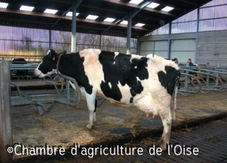 VACHE EN LOGETTE TAPIS ET FOSSE SOUS CAILLEBOTIS.
On peut utiliser jusqu’à 500 grammes de paille
hachée avec ce type de bâtiment.