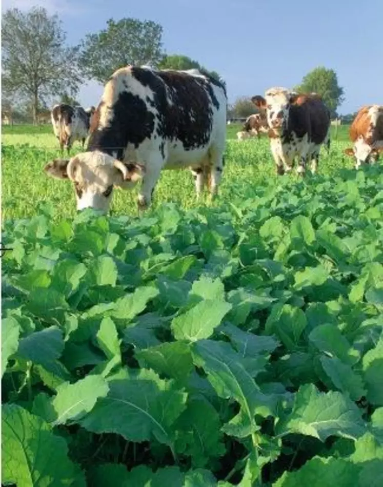 7LE COLZA FOURRAGER
s’implante en été
après une céréale.
Il s’utilise en
fourrage d’appoint,
sans dépasser
4 à 5 kg de matière
sèche par vache.