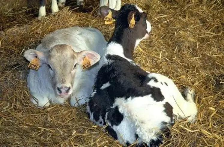 Dans l’AOC cantal, les producteurs ne pourront plus acheter
d’animaux hors de la zone d’appellation à partir du 1er janvier
2010, sauf pour les races de montagne à faible effectif.
