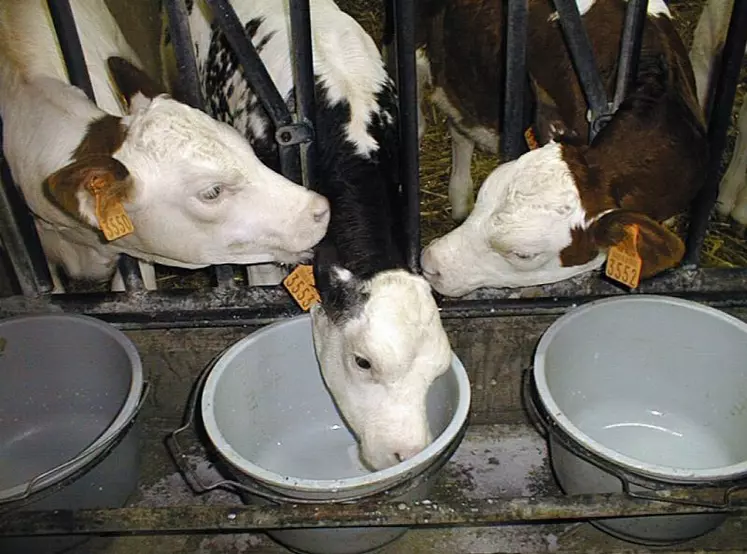 D'après l'enquête, deux-tiers des élevages distribuent le lait au seau.