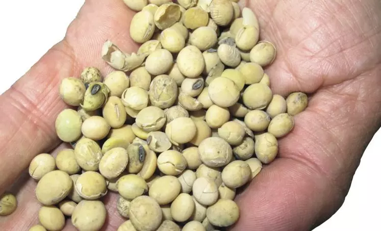 Graines de soja. L’augmentation de
la teneur en matière grasse dans la ration, en dessous du taux maximum recommandé de 5 %, a été bien acceptée par les animaux.
