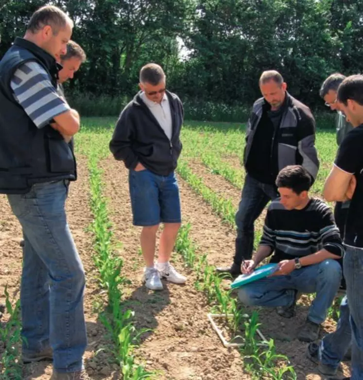 LES EXPLOITANTS PRATIQUENT DES
COMPTAGES D’ADVENTICES autour du rang
à l’aide d’un cadre en bois. Les grilles
d’évaluation indiquent si la densité est
critique et nécessite une intervention.