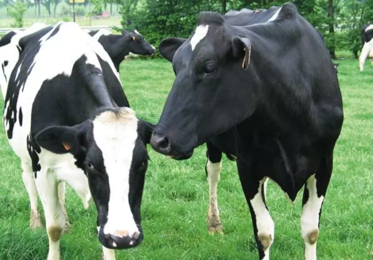LA BAISSE DE PRODUCTION DU LOT «LACTATIONS
DIX-HUIT MOIS» a concerné surtout les multipares.