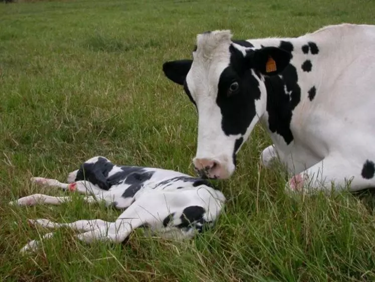 Les animaux sont reconnus dans le code civil comme des « êtres vivants doués de sensibilité ».