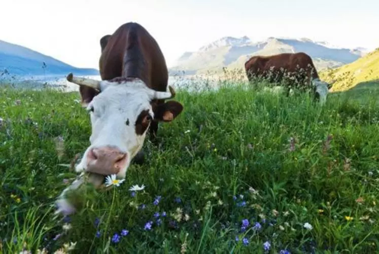 Avec ses treize millions d’hectares de prairies, haies, mares…, l'élevage est un contributeur essentiel à la biodiversité.