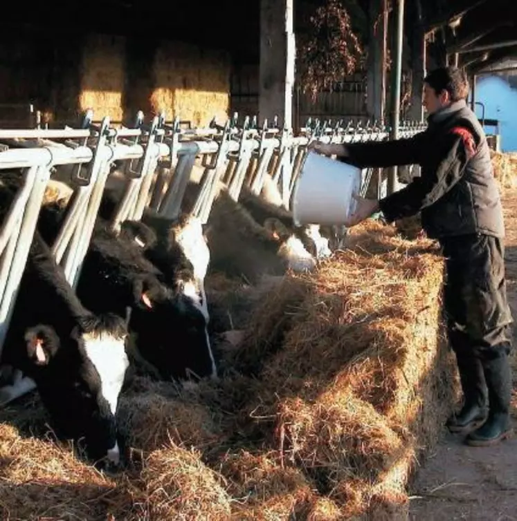 La distribution du concentré
sur du foin non démêlé ne pose
aucun problème.